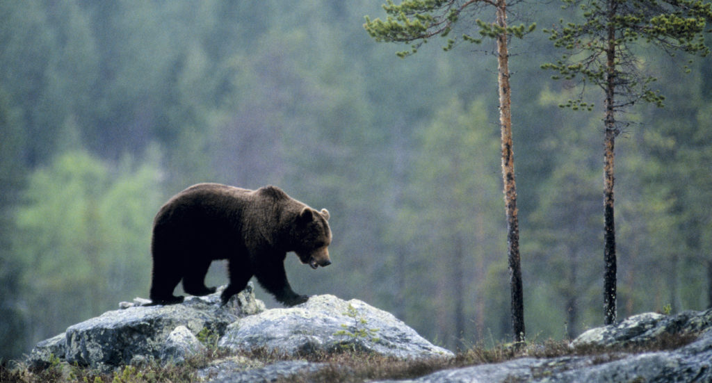 Resm l Visitfjallen se