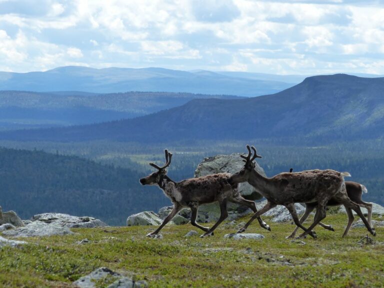 RenpaSvarthamran 768x576