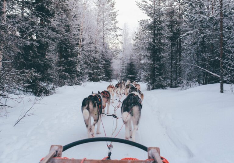 Sleddogscampalta 768x537