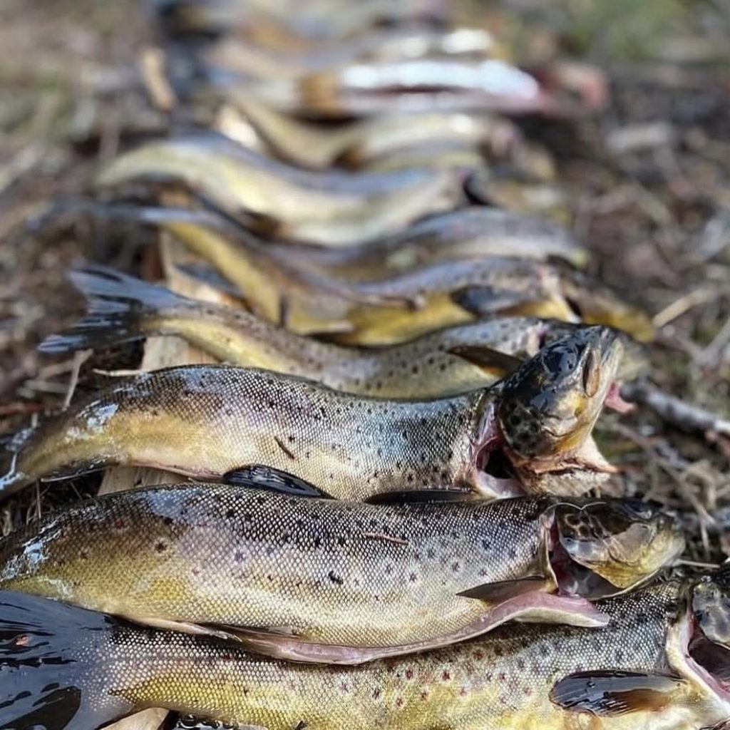 Fiske i borgafjäll