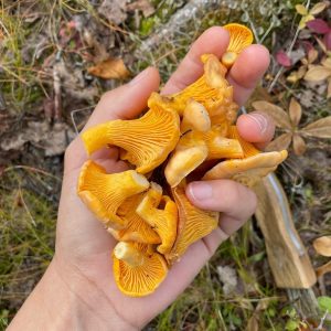 Plocka kantareller i Borgafjäll